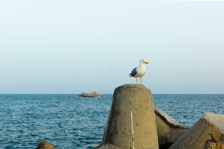 large sea gull on a concrete fence on the background of the seaの写真素材