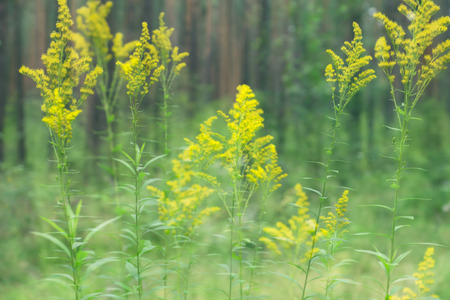 cute little flowers bloom in dense forestの写真素材