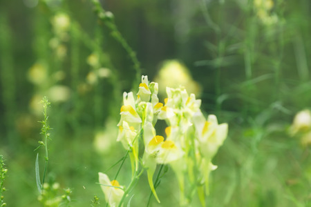 cute little flowers bloom in dense forestの写真素材