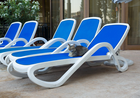 big cat resting on a blue beach loungersの写真素材