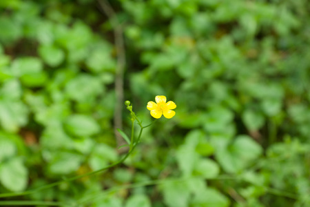 cute little flowers bloom in dense forestの写真素材