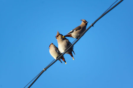 many small birds sitting on wires in the winter air