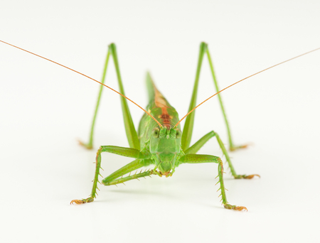 big green grasshopper isolated on white backgroundの写真素材