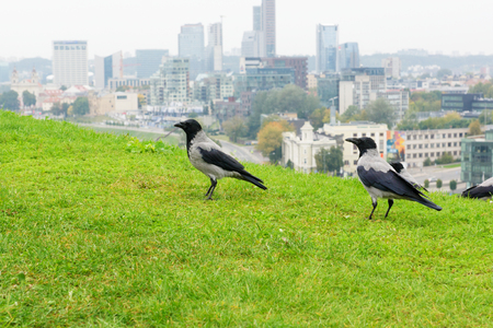 gray crows frequent visitors in European citiesの写真素材