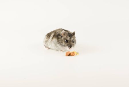 little Dzungarian hamster is looking at the tasty kernels with curiosityの写真素材