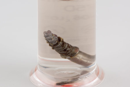 dental implant removed from the jawbone close up