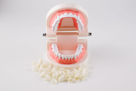 acrylic human jaw model for studying oral hygiene