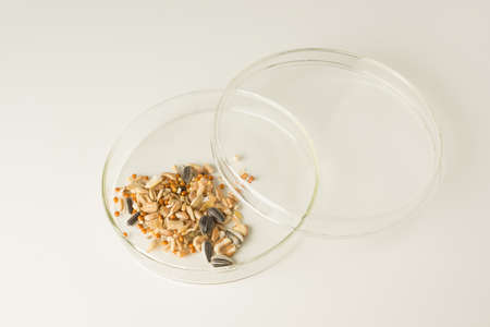 glass scientific bowl with plant seeds for studyの写真素材