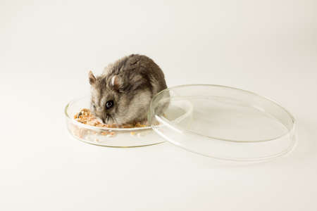 glass scientific bowl with plant seeds for study with a little hamsterの写真素材