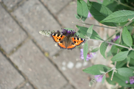 peacock eye butterfly flew into the spring flowering gardenの写真素材