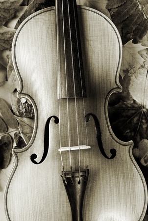 Violin and autumn leaves. Black and white.の写真素材