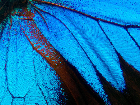 Wings of the butterfly Ulysses. Closeup. Wings of a butterfly texture background.