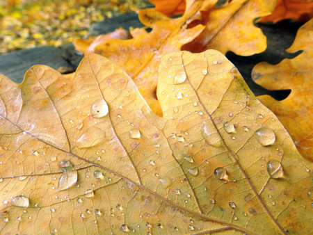 Fallen leaf of oak in drops of water. Autumn leaves texture background.