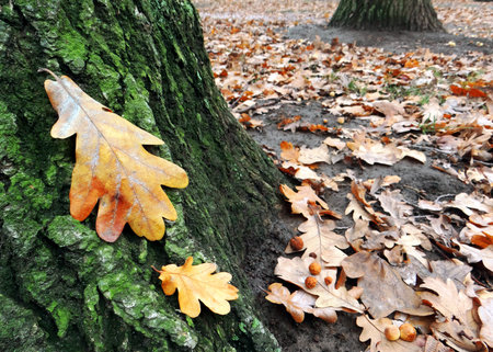 Fallen leaf of oak. Autumn leaves texture background.