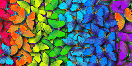 Colors of rainbow. Pattern of multicolored butterflies morpho, texture background.の写真素材