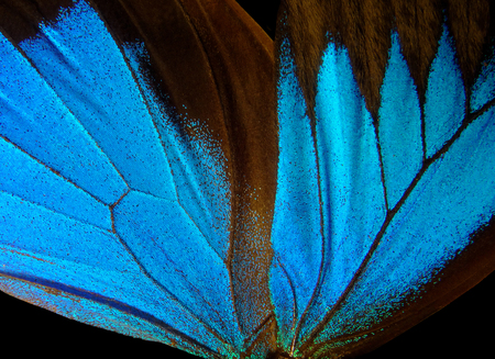 Wings of the butterfly Ulysses. Closeup. Wings of a butterfly texture background.の写真素材