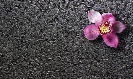 Asphalt texture background. Beautiful orchid flower on black asphalt.の写真素材