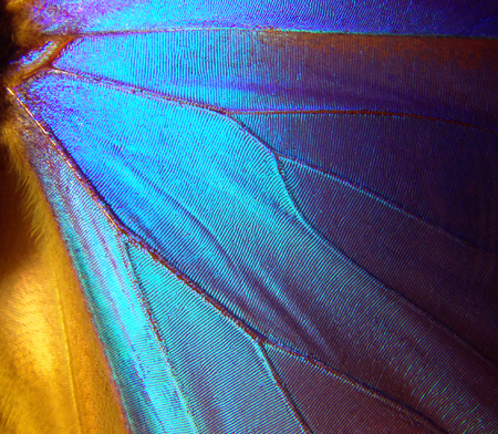 Wings of a butterfly Morpho texture background. Morpho butterflyの写真素材