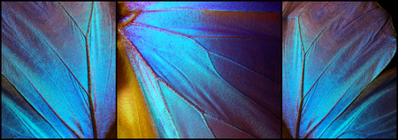 Wings of a butterfly Morpho texture background. Morpho butterfly. Triptych.の写真素材
