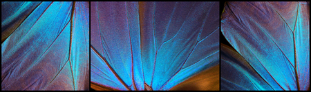 Wings of a butterfly Morpho texture background. Morpho butterfly. Triptych.の写真素材