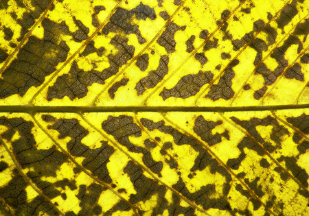 leaf texture closeup.の写真素材