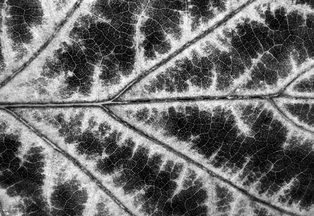 leaf texture closeup.の写真素材