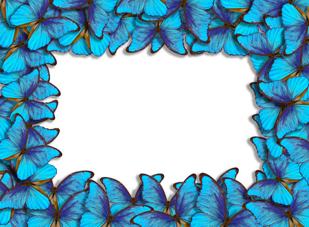 Framework with butterflies Morpho. Wings of a butterfly Morpho. Copy spaces.の写真素材