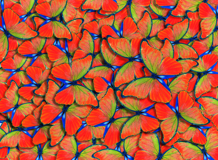 Wings of a butterfly Morpho. Flight of bright red butterflies abstract background.の写真素材