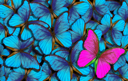 beautiful colorful background with a lot of different butterflys. wings of a butterfly morpho.の写真素材