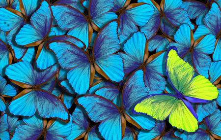beautiful colorful background with a lot of different butterflys. wings of a butterfly morpho.の写真素材