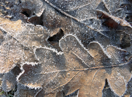 Frost covered oak tree leaves on ground on winter morningの写真素材