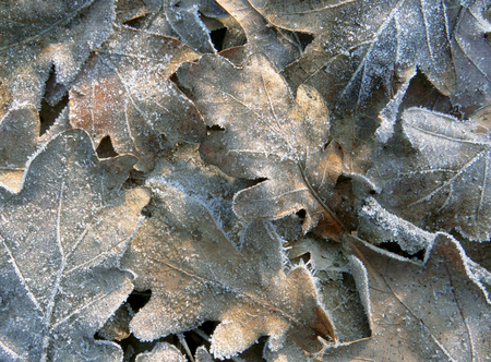 Frost covered oak tree leaves on ground on winter morningの写真素材