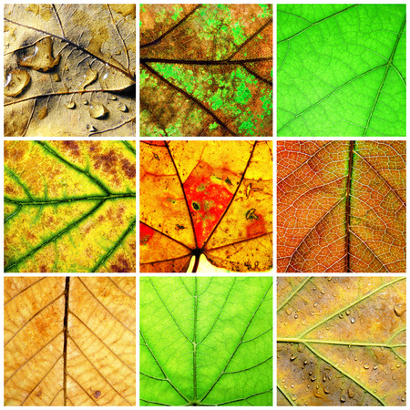Leaves closeup collage.の写真素材