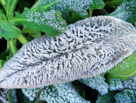 Leaves with hoarfrostの写真素材