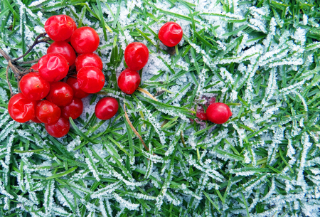 Viburnum on the grass covered with hoarfrost. Beautiful winter background with red berries of viburnum.の写真素材