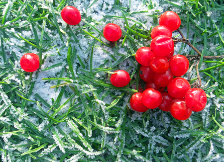 Viburnum on the grass covered with hoarfrost. Beautiful winter background with red berries of viburnum.の写真素材