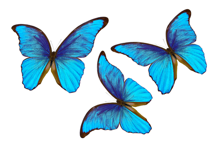 Blue Morpho butterflies isolated on white backgroundの写真素材
