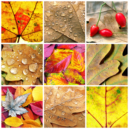 leaves closeup collage.の写真素材