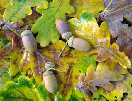 Acorns and yellow oak leaves. Autumn background. Closeup. Copy spaces.の写真素材