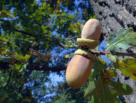 Acorns and yellow oak leaves. Autumn background. Closeup. Copy spaces.の写真素材