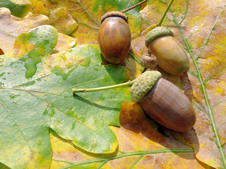 Acorns and yellow oak leaves. Autumn background. Closeup. Copy spaces.の写真素材