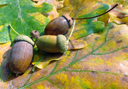 Acorns and yellow oak leaves. Autumn background. Closeup. Copy spaces.の写真素材