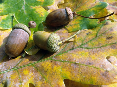 Acorns and yellow oak leaves. Autumn background. Closeup. Copy spaces.の写真素材