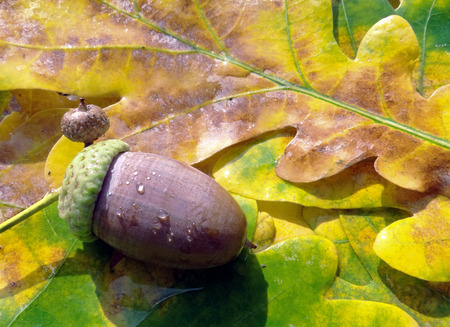 Acorn and yellow oak leaves. Autumn background. Closeup. Copy spaces.の写真素材