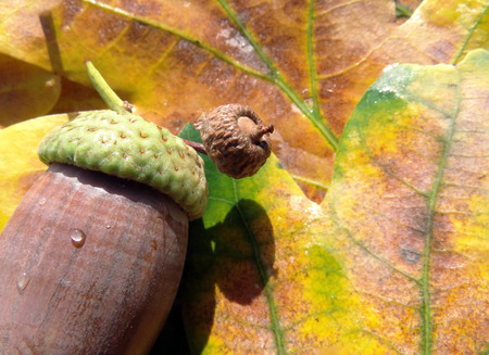 Acorn and yellow oak leaves. Autumn background. Closeup. Copy spaces.の写真素材