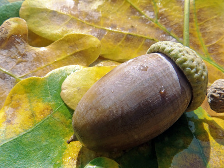 Acorn and yellow oak leaves. Autumn background. Closeup. Copy spaces.の写真素材
