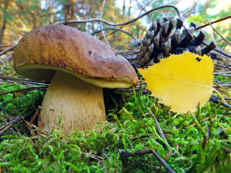 A large mushroom Boletus edulis (penny bun) in a pine forest. Closeup.の写真素材