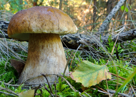 A large mushroom Boletus edulis (penny bun) in a pine forest. Closeup.の写真素材