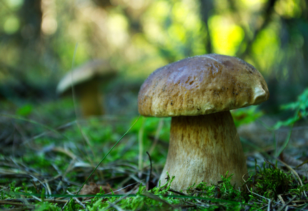 A large mushroom Boletus edulis (penny bun) in a pine forest. Closeup.の写真素材
