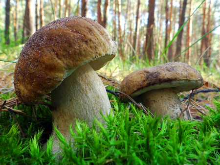 A large mushroom Boletus edulis (penny bun) in a pine forest. Closeup.の写真素材